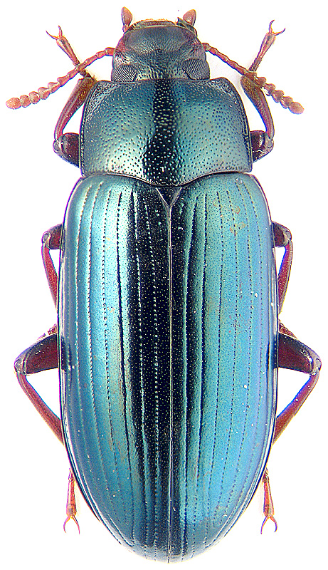 Metaclisa viridis Men.