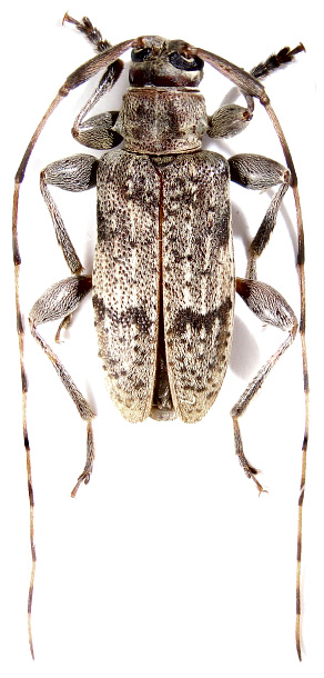 
   Leiopus kharazii 