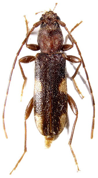 
   Penichroa fasciata 