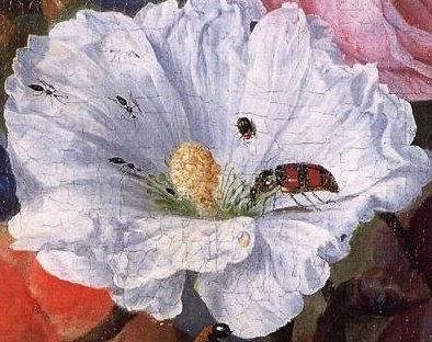 Шведский художник Томас Лиден и его изображения жуков в технике фотохимической живописи