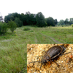 Galeruca pomonae (Scopoli, 1763)