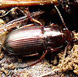 Harpalus (s.str.) affinis (Schrank, 1781)