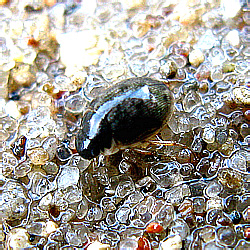 Laccobius sp.