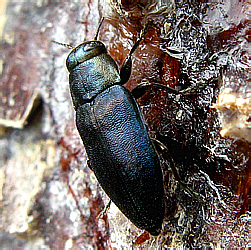 Phaenops cyanea (Fabricius, 1775)