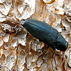 Phaenops cyanea (Fabricius, 1775), female