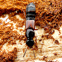 Quedius sp.