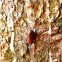 Serica brunnea (Linnaeus, 1758)