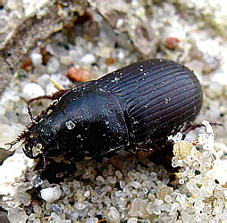 Zabrus tenebrioides (Goeze, 1777)