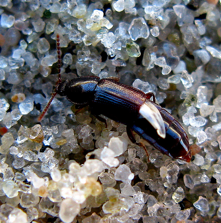 Acidota crenata (Fabricius, 1793)