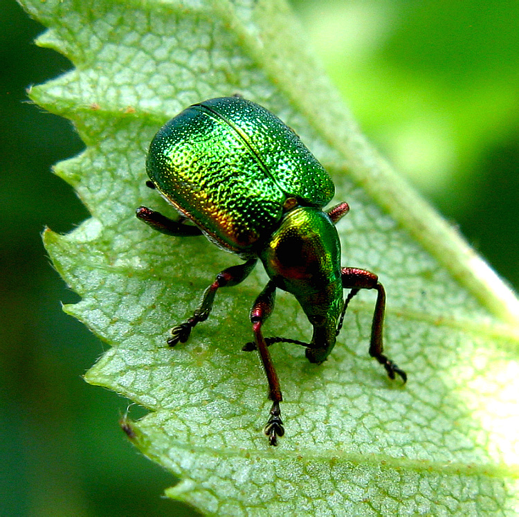 Byctiscus betulae (Linnaeus, 1758)