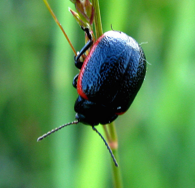 Chrysolina (Stichoptera) sanguinolenta (Linnaeus, 1758)