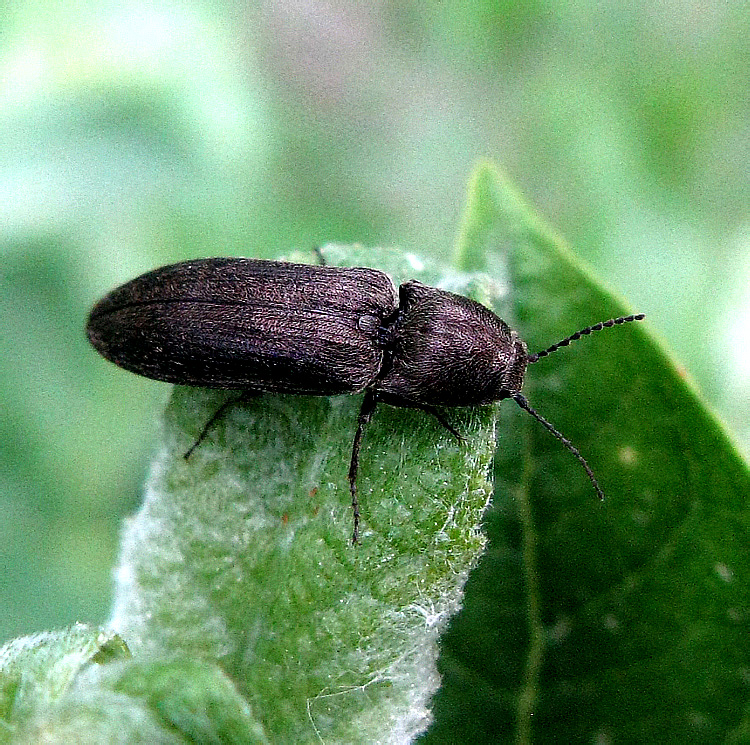 Cidnopus aeruginosus (Olivier, 1790)