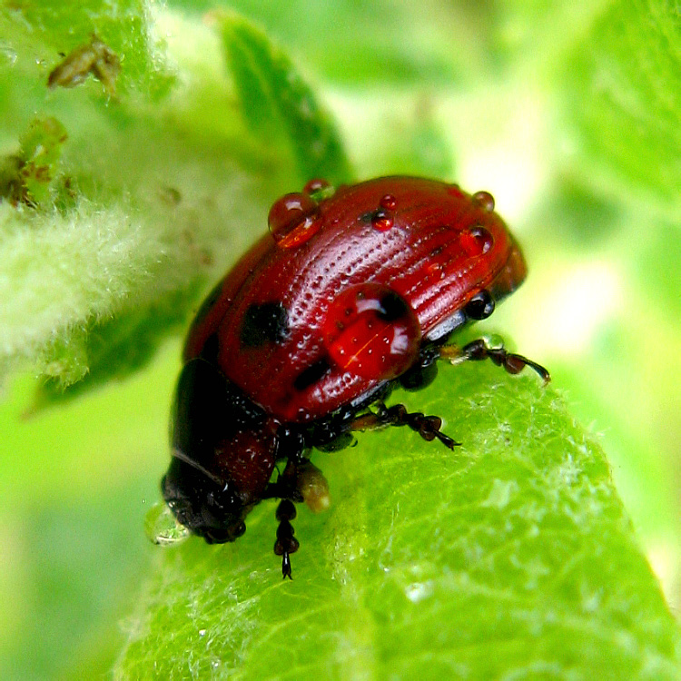 Gonioctena (s.str.) linnaeana (Schranck, 1781)