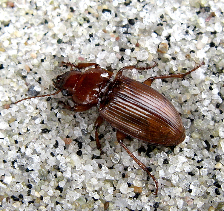 Harpalus (Acardystus) flavescens (Piller et Mitterpacher, 1783)