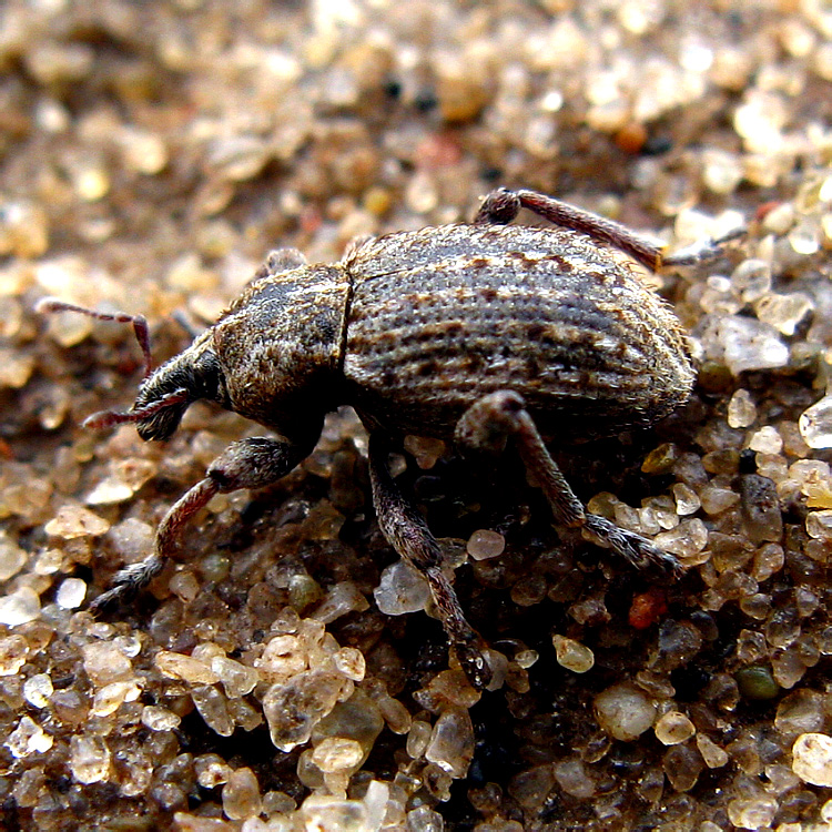 Brachypera (Antidonus) zoilus (Scopoli, 1763)