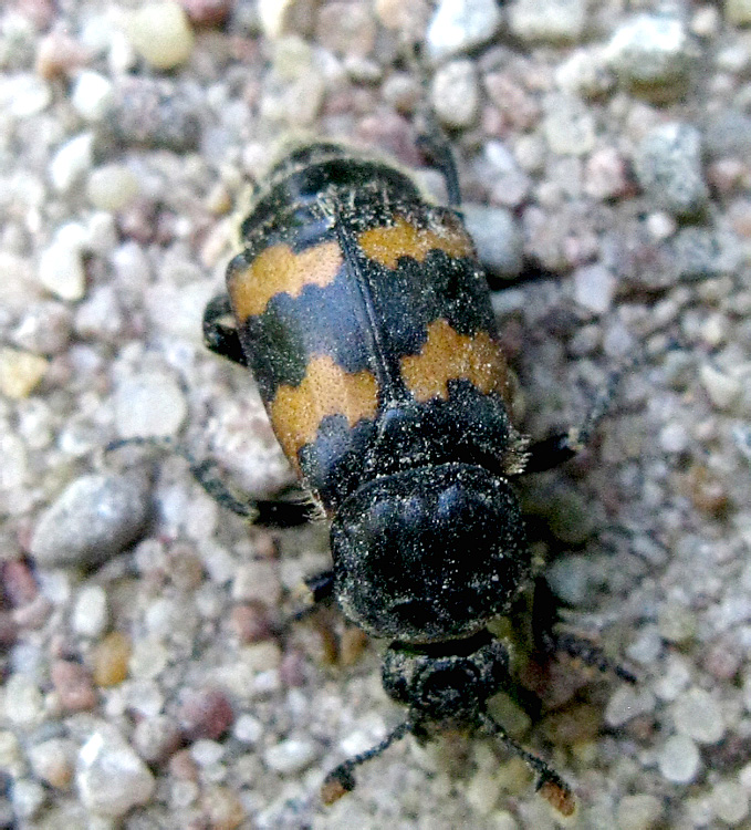 Nicrophorus vespillo (Linnaeus, 1758)