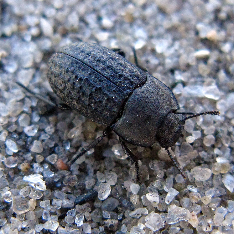 Opatrum sabulosum (Linnaeus, 1761)