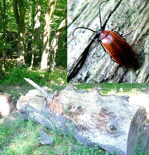 Pseudocistela ceramboides (Linnaeus, 1758)