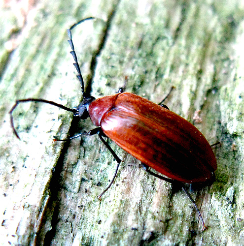 Pseudocistela ceramboides (Linnaeus, 1758)