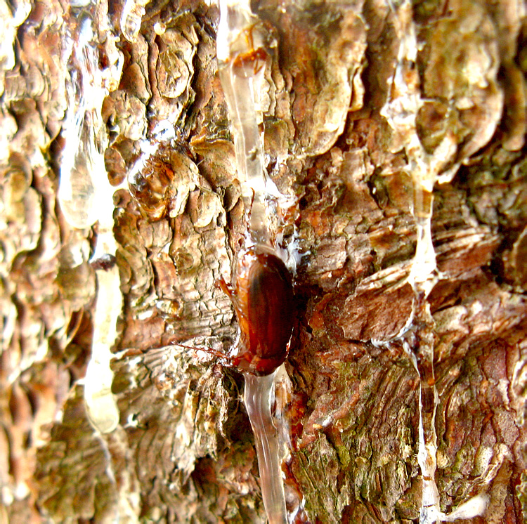 Serica brunnea (Linnaeus, 1758)