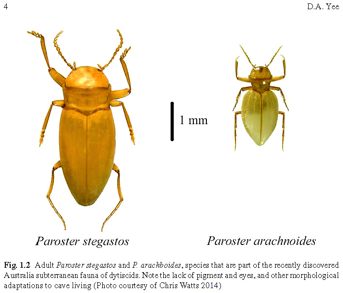 The Conservation of Predaceous Diving Beetles: Knowns, More