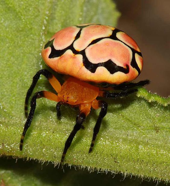 Паук-божья коровка (Eresus cinnaberinus)