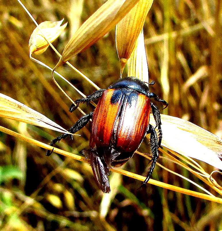 Anisoplia austriaca (Herbst, 1783)