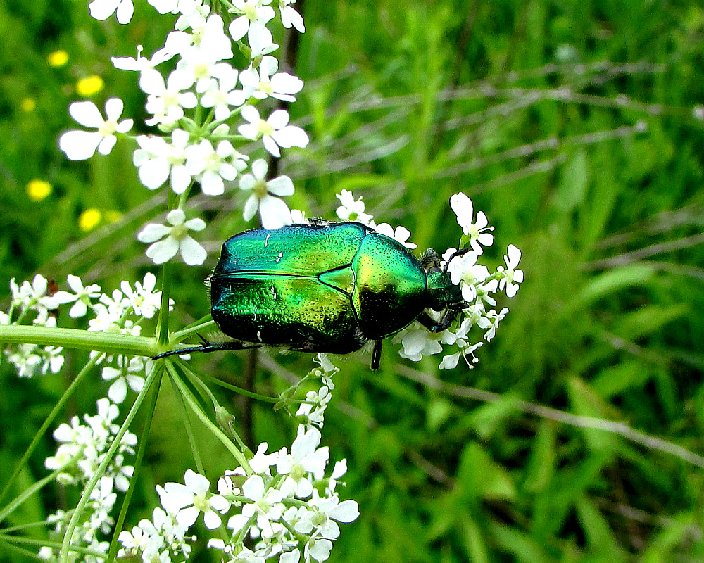 Cetonia aurata (Linnaeus, 1758)