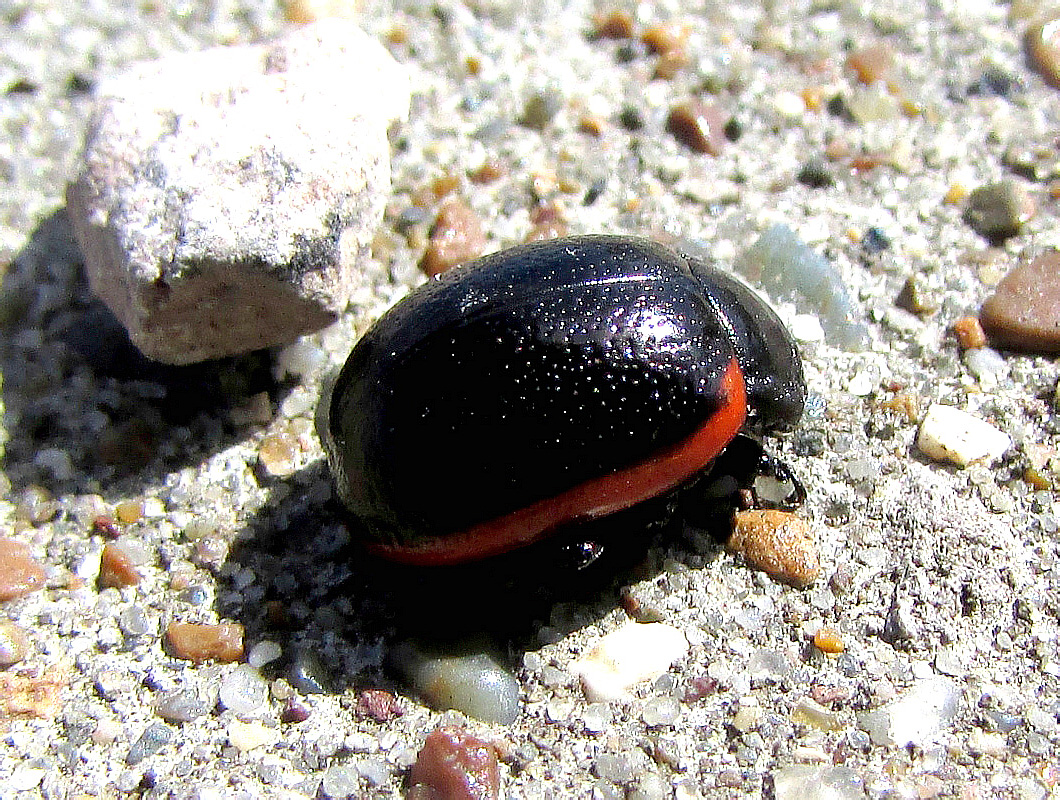 Chrysolina sanguinolenta (Linnaeus, 1758)