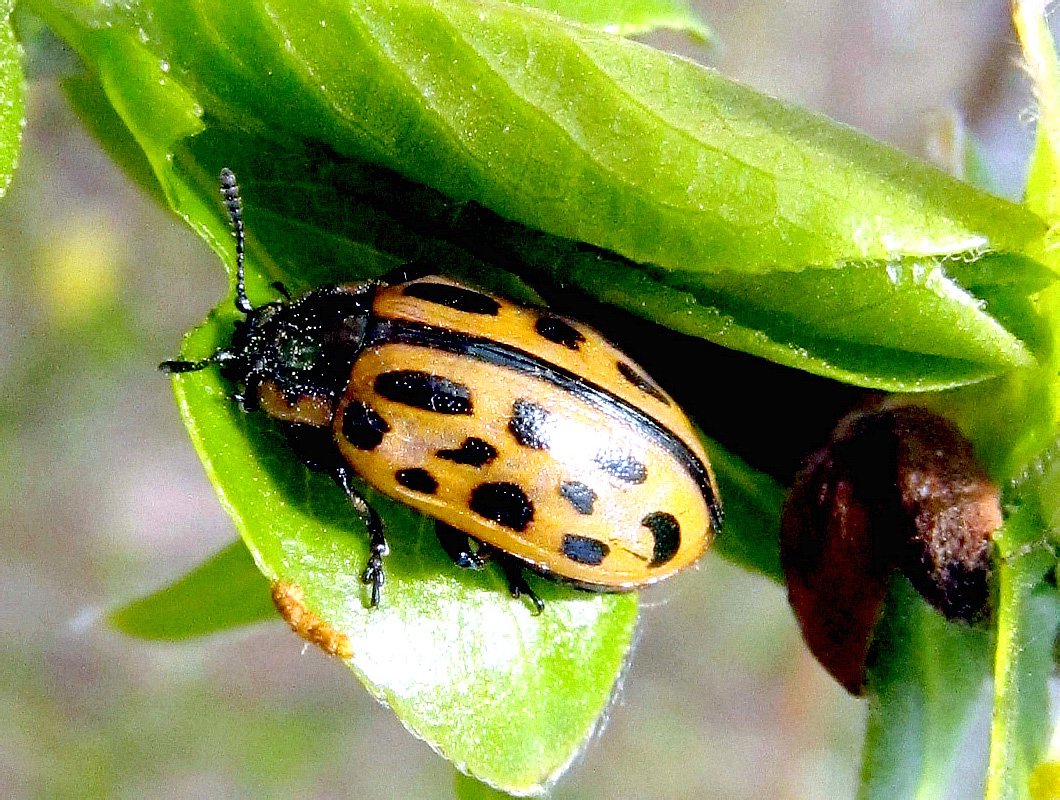 Chrysomela vigintipunctata (Scopoli, 1763)