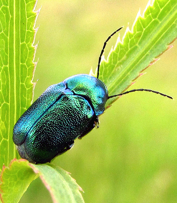 Cryptocephalus solivagus Leonardi & Sassi, 2001