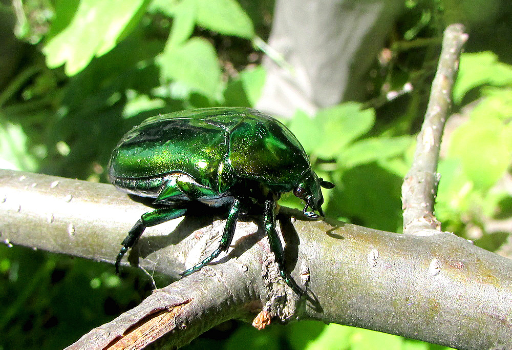 Protaetia speciosissima (Scopoli, 1786)