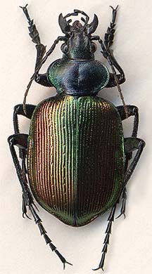 Calosoma sycophanta, male