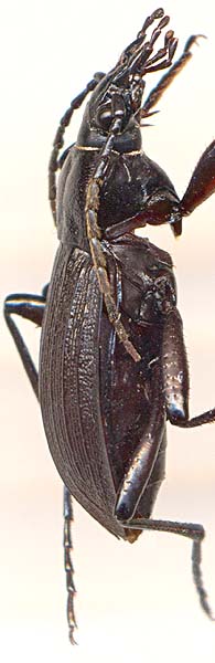 Carabus sichotensis, male