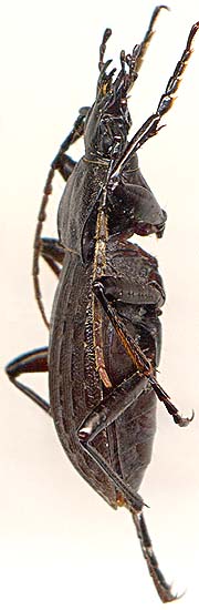 Carabus gossarei, male