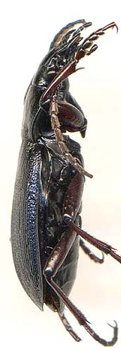 Carabus kolymensis mouthiezianus, male