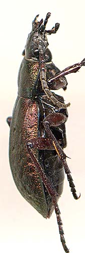 Carabus truncaticollis, male