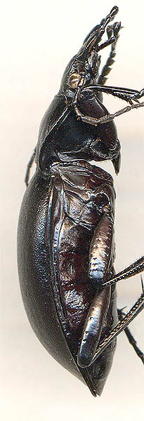 Carabus violaceus, male