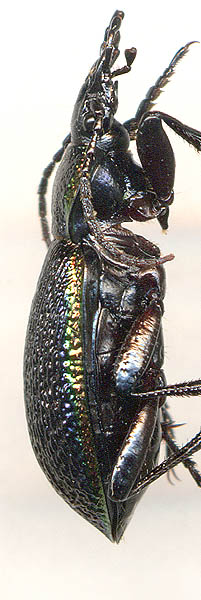 Carabus vietinghoffi vietinghoffi, male