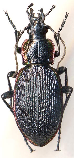 Carabus vietinghoffi vietinghoffi, female