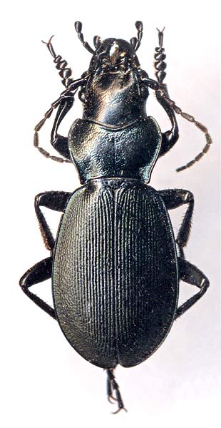 Carabus heydenianus, male