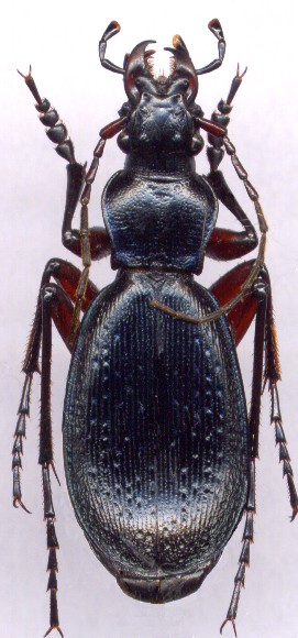 Carabus  circassicus, 