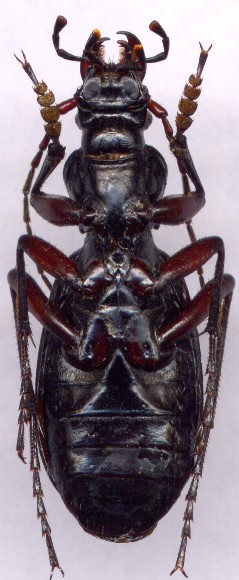 Carabus  circassicus, 