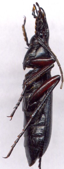 Carabus  circassicus, 