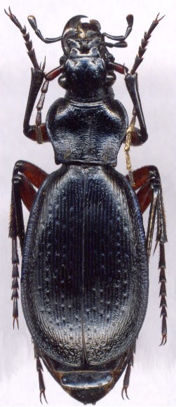 Carabus  circassicus, 