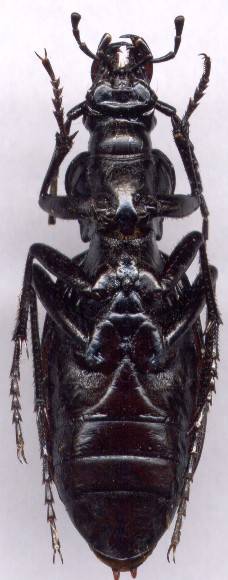 Carabus  circassicus, 