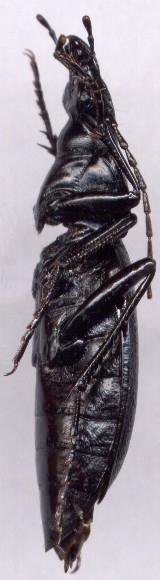 Carabus  circassicus, 