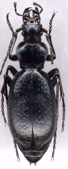 Carabus  circassicus, 