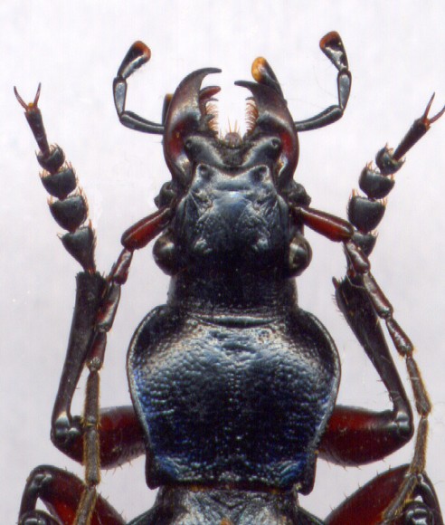 Carabus  circassicus, 