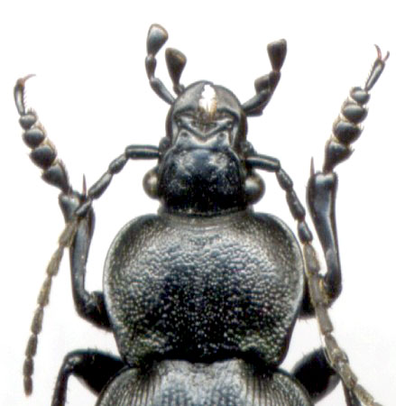 Carabus (Tomocarabus) decolor, 